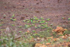 Melopsittacus undulatus