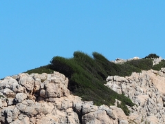 Phillyrea angustifolia