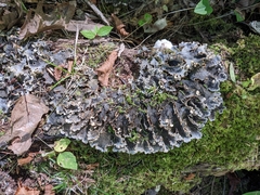 Peltigera