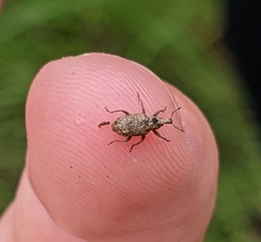 Listronotus appendiculatus