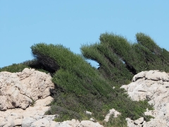 Phillyrea angustifolia