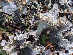 Peltigera