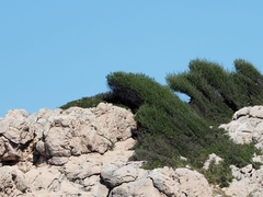 Phillyrea angustifolia