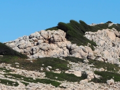 Phillyrea angustifolia