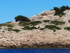 Phillyrea angustifolia