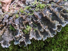 Peltigera