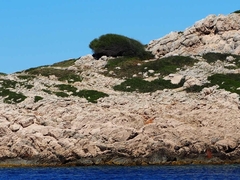 Phillyrea angustifolia