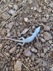 Aspidoscelis neomexicanus