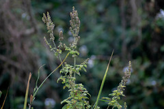 Mesosphaerum pectinatum