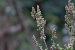 Mesosphaerum pectinatum