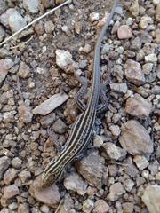 Aspidoscelis neomexicanus