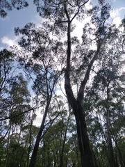 Eucalyptus tricarpa
