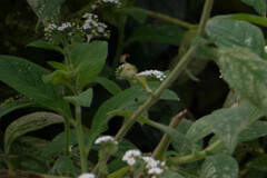 Heliotropium rufipilum