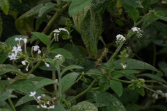 Heliotropium rufipilum