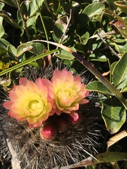 Eriosyce chilensis albidiflora