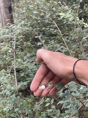 Symphoricarpos rotundifolius
