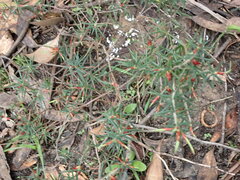 Stenanthera conostephioides