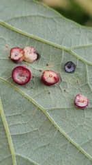 Phylloteras volutellae