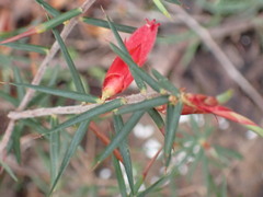 Stenanthera conostephioides
