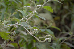 Heliotropium rufipilum