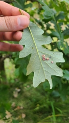 Phylloteras volutellae