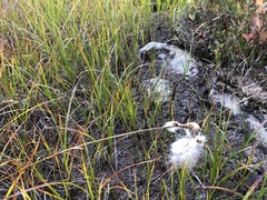 Eriophorum angustifolium
