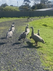 Cereopsis novaehollandiae