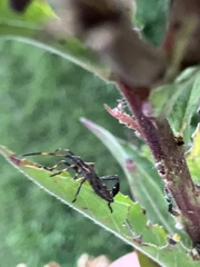 Leptoglossus phyllopus