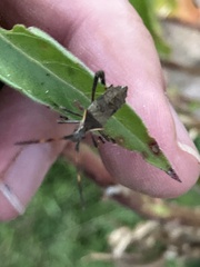 Leptoglossus phyllopus