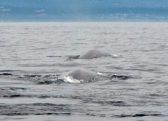 Balaenoptera musculus