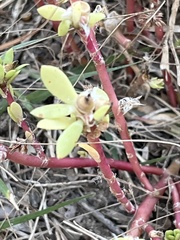 Portulaca pilosa