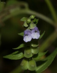 Scutellaria lateriflora