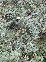 Symphoricarpos rotundifolius