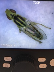 Meromyza