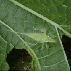Cicadellinae