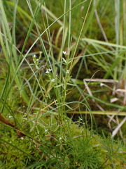 Galium trifidum