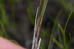 Carex magellanica
