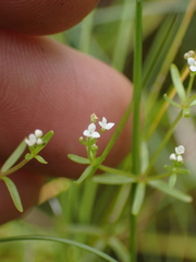 Galium trifidum
