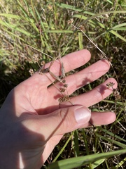 Juncus