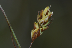 Carex magellanica
