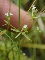 Galium trifidum