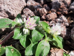 Gomphrena