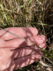 Juncus