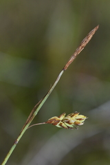 Carex magellanica