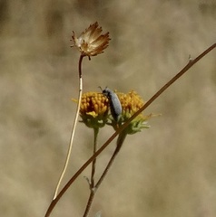 Epicauta fortis