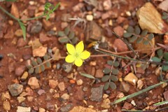 Tribulus astrocarpus