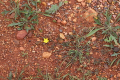 Tribulus astrocarpus