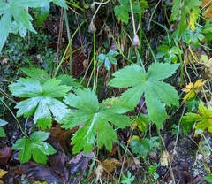 Astrantia major