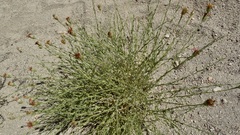 Adenophyllum cooperi