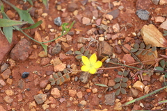 Tribulus astrocarpus